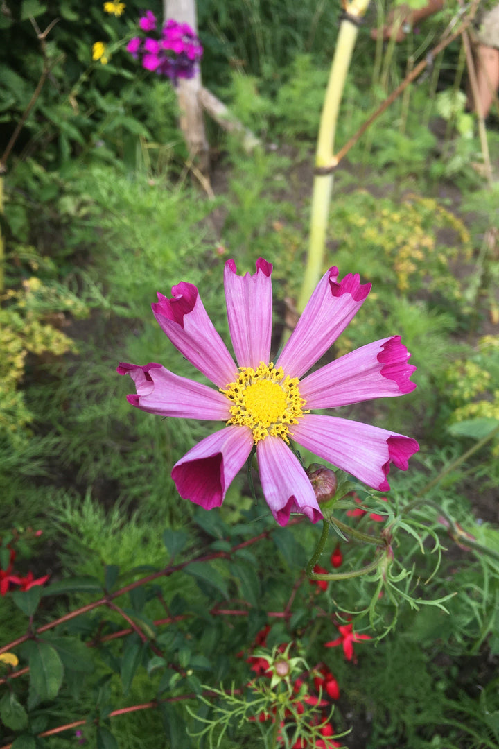 Great Dixter Seed-  Cosmos b. Pied Piper Red