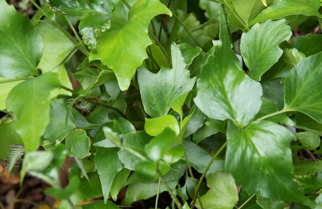 Cyrtomium falcatum AGM