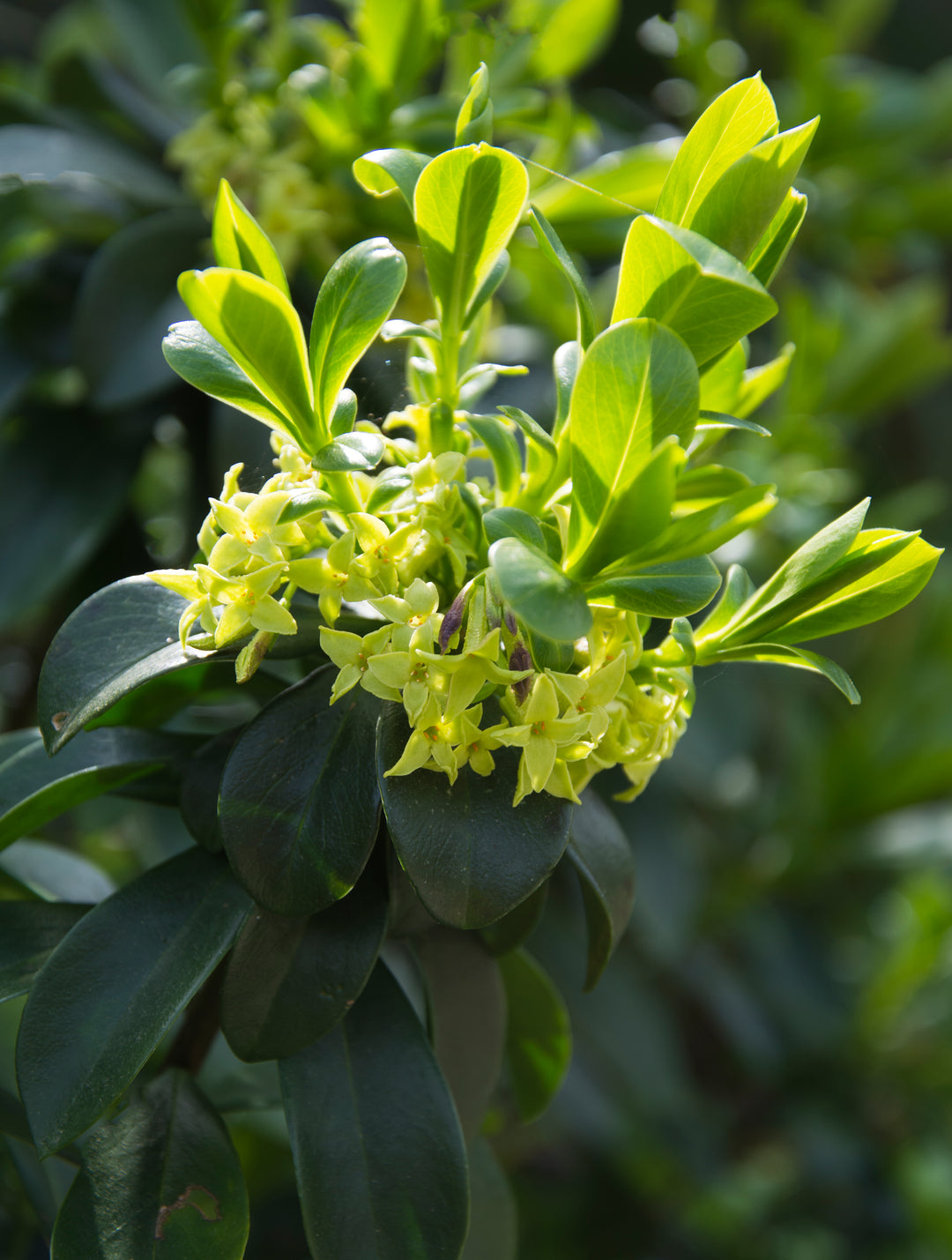 Daphne pontica