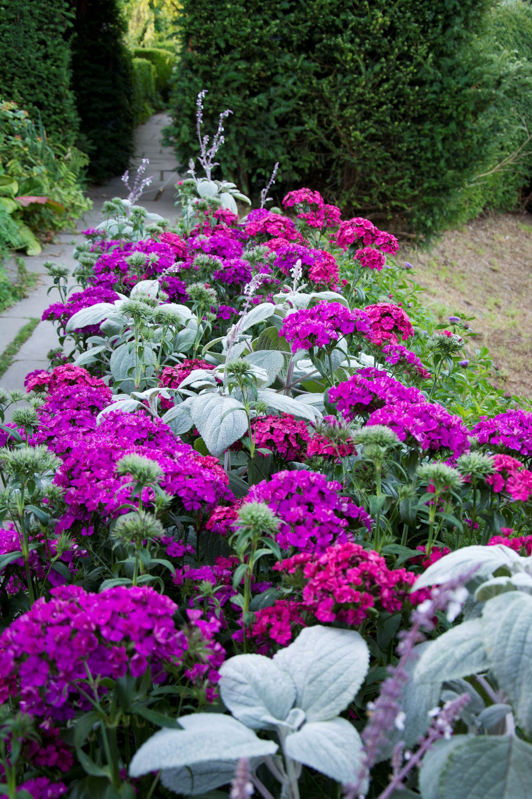 Coleus argentatus AGM