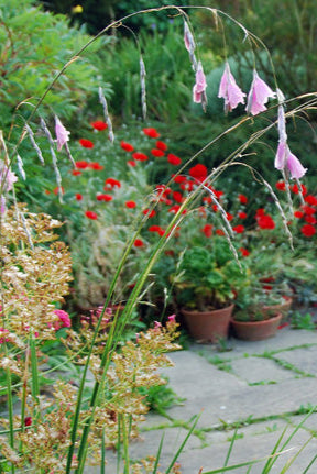 Great Dixter Seed- Dierama pulcherrimum