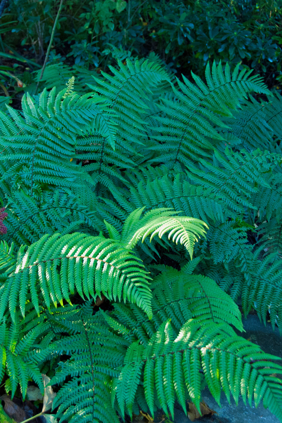 Dryopteris wallichiana AGM