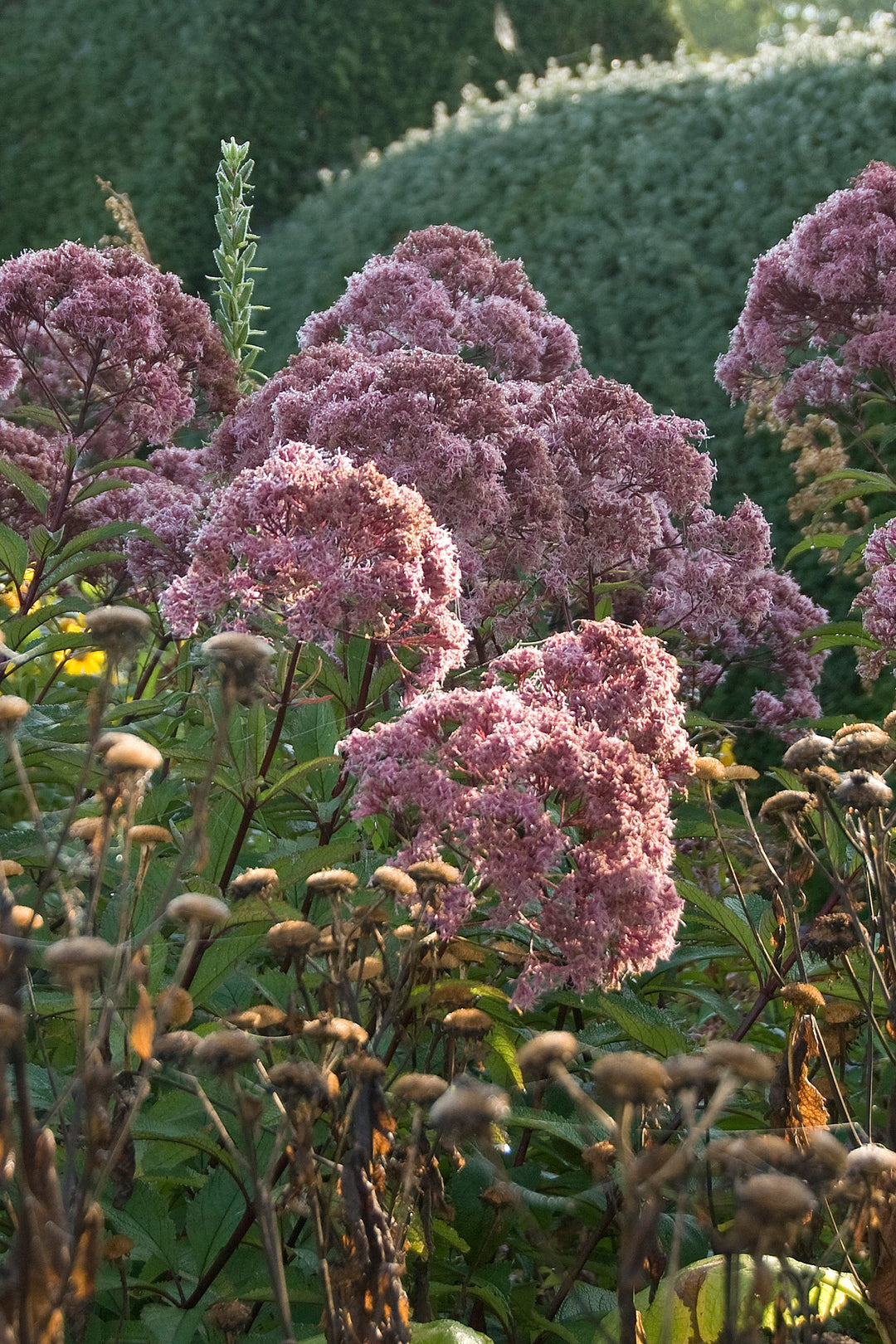 Eupatorium maculatum 'Riesenschirm'