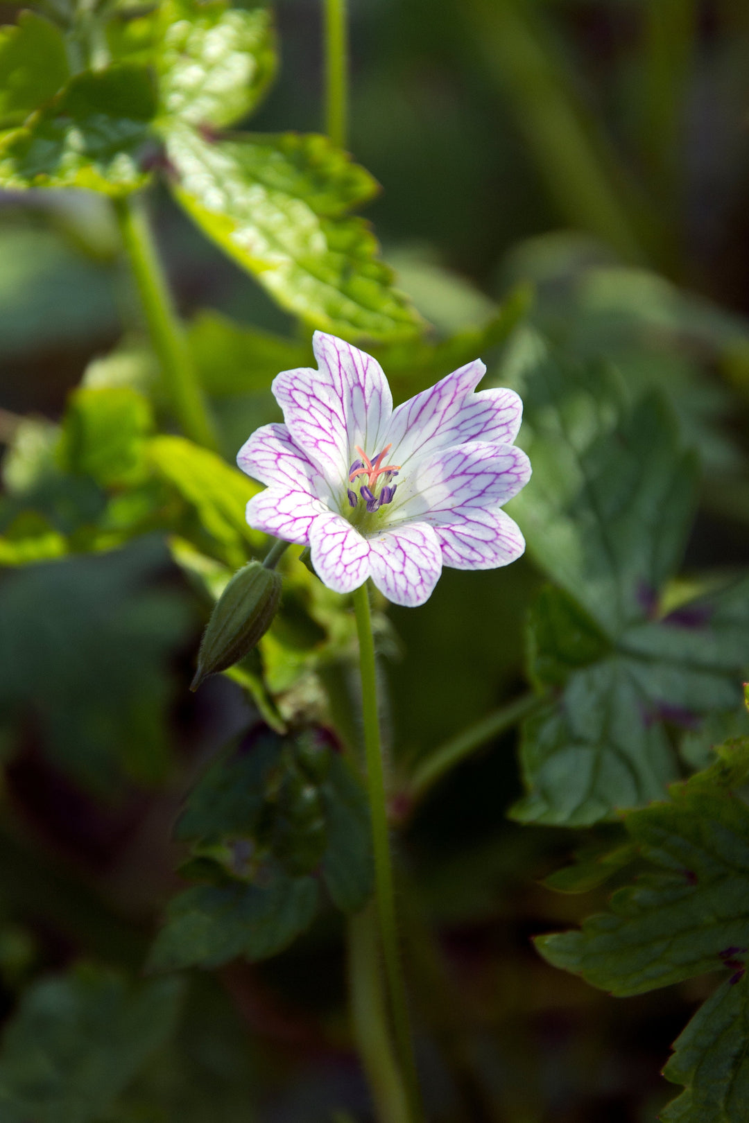 Geranium x oxonianum 'Walters Gift'
