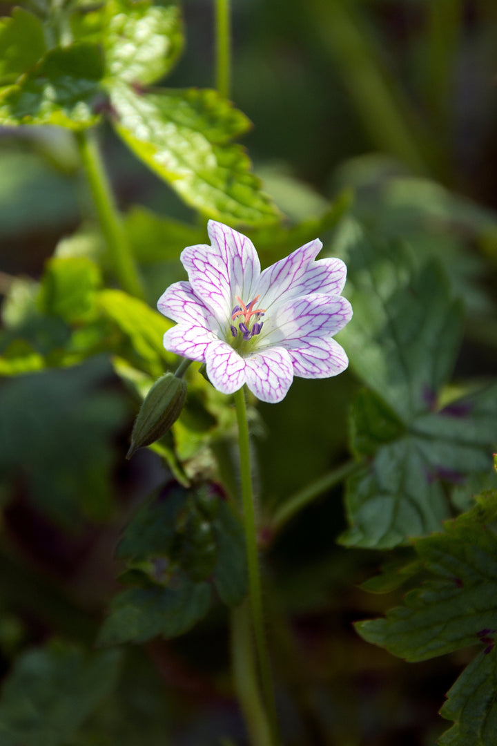 Geranium x oxonianum 'Walters Gift'