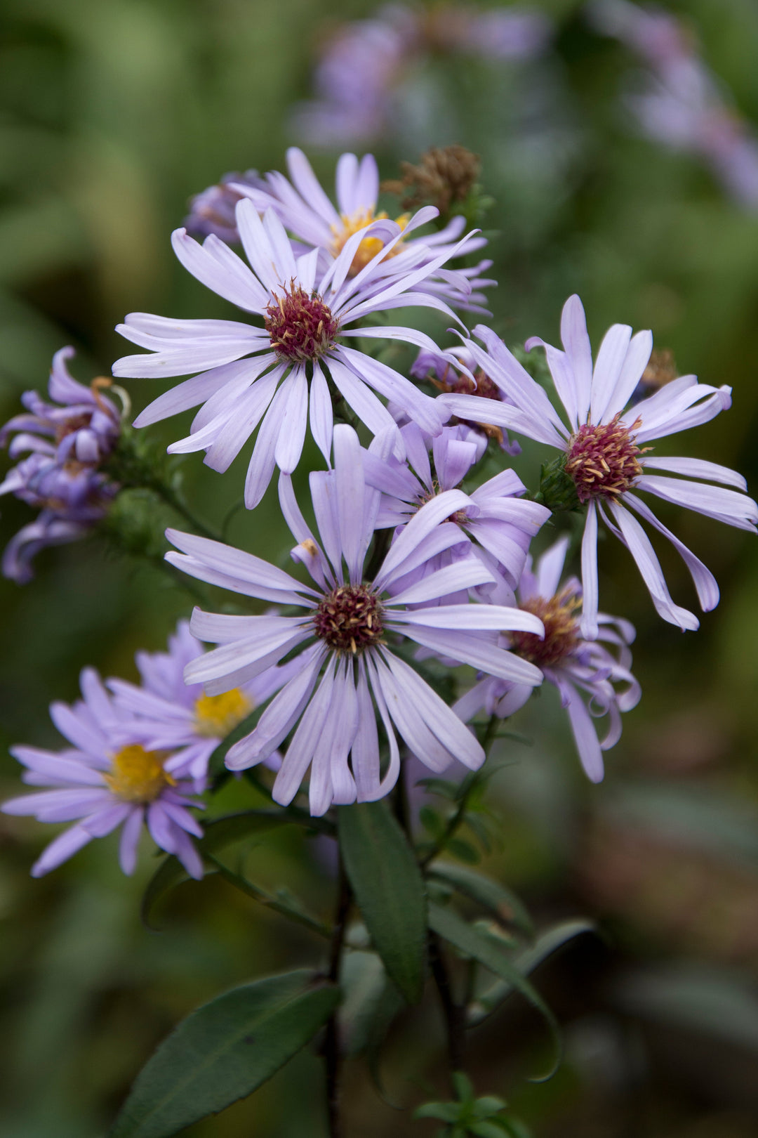 Symphyotrichum laeve 'Arcturus'