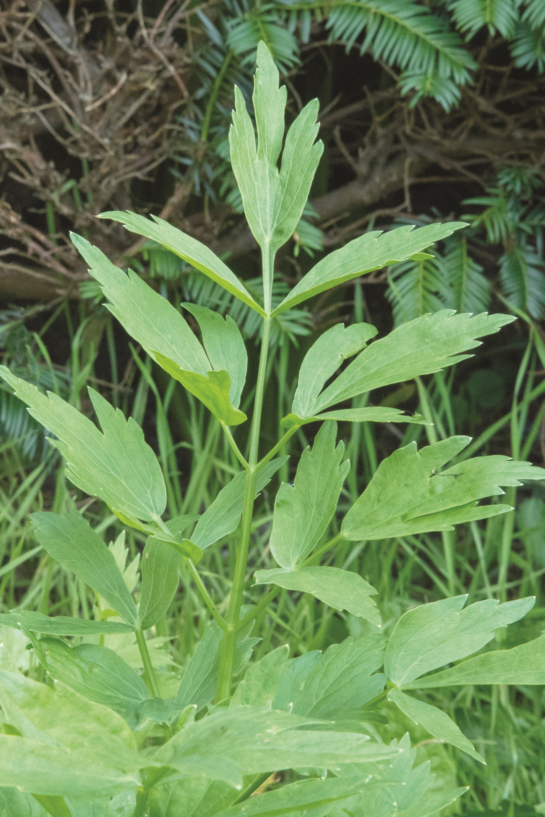 Levisticum officinale
