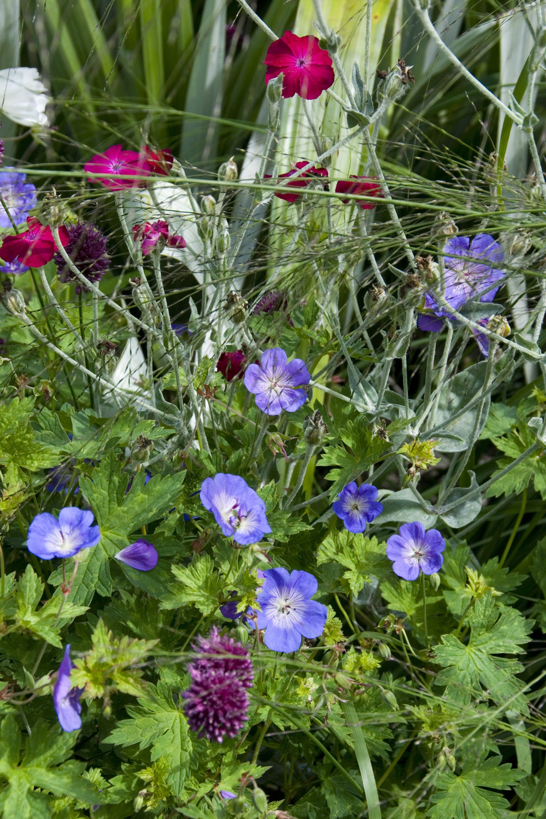 Geranium wallichianum 'Buxton's Variety' AGM