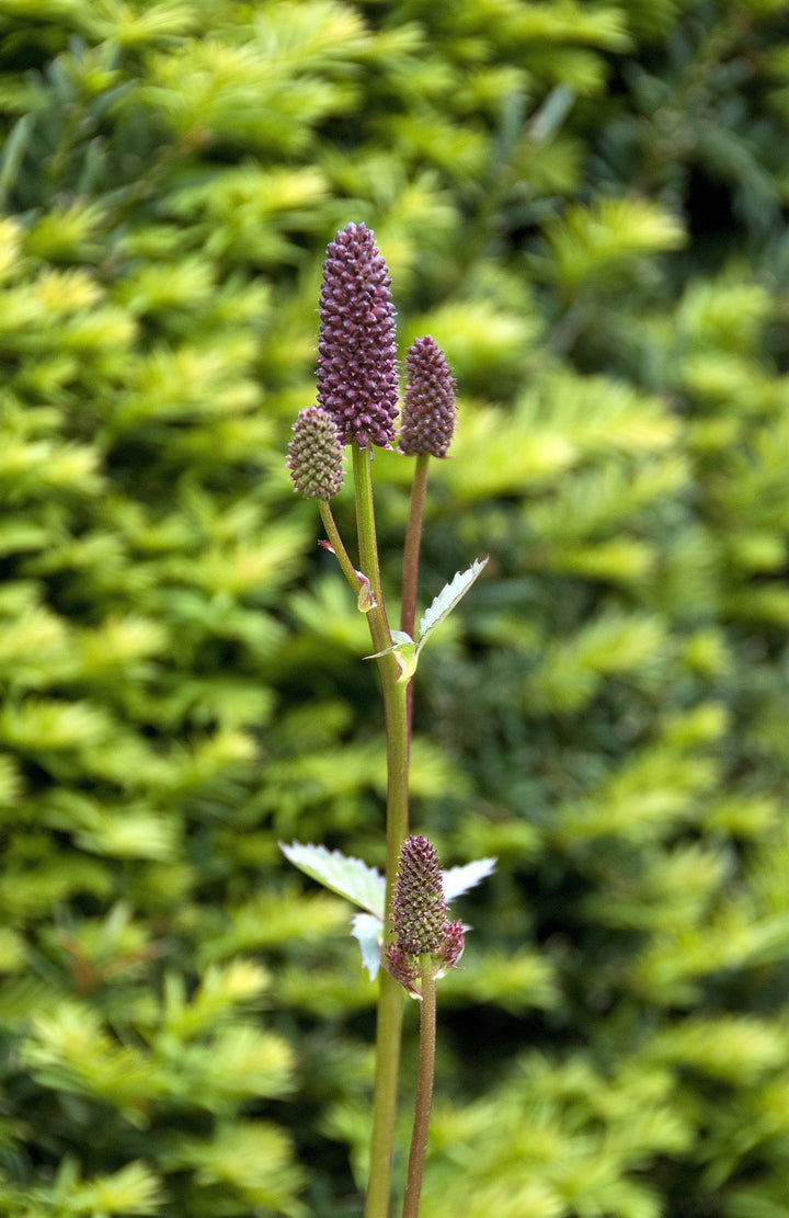Sanguisorba menziesii AGM