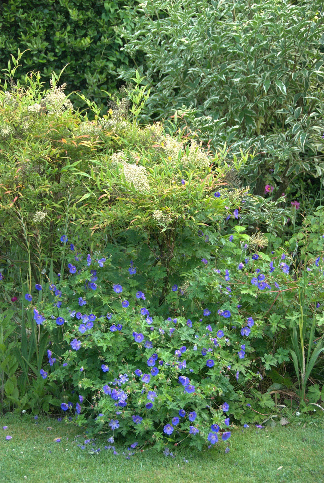 Geranium 'Rozanne' AGM