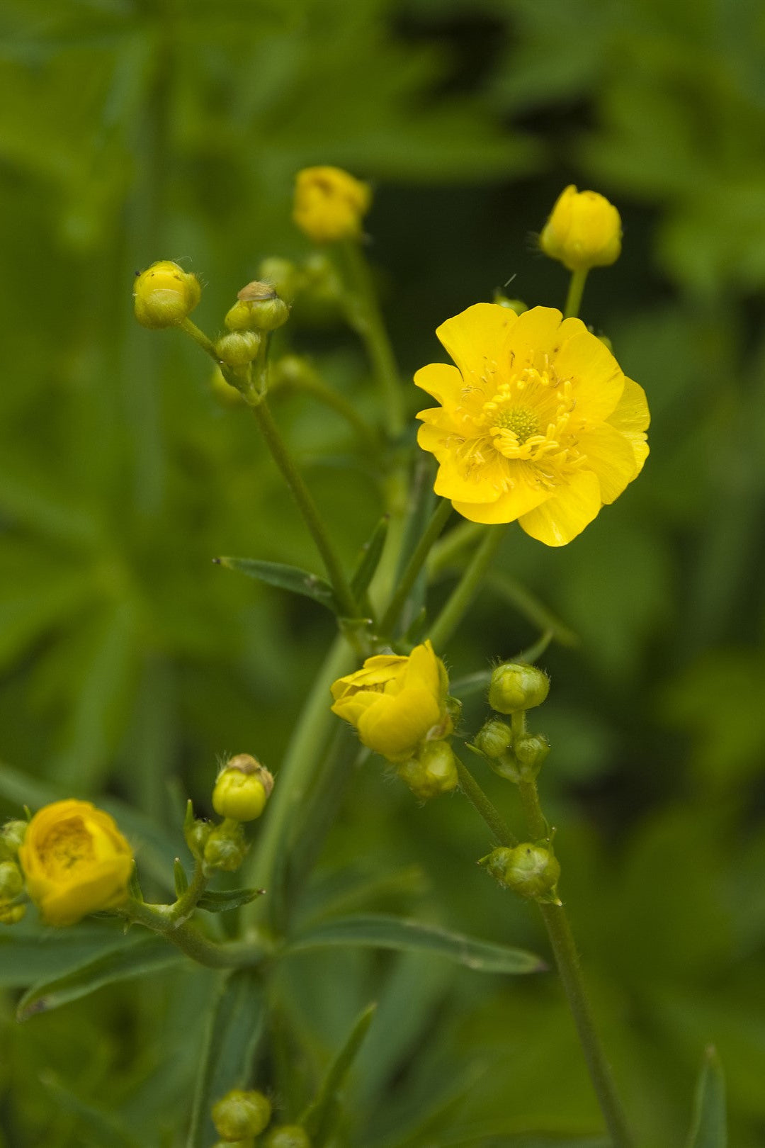 Ranunculus acris subsp. acris 'Stevenii'
