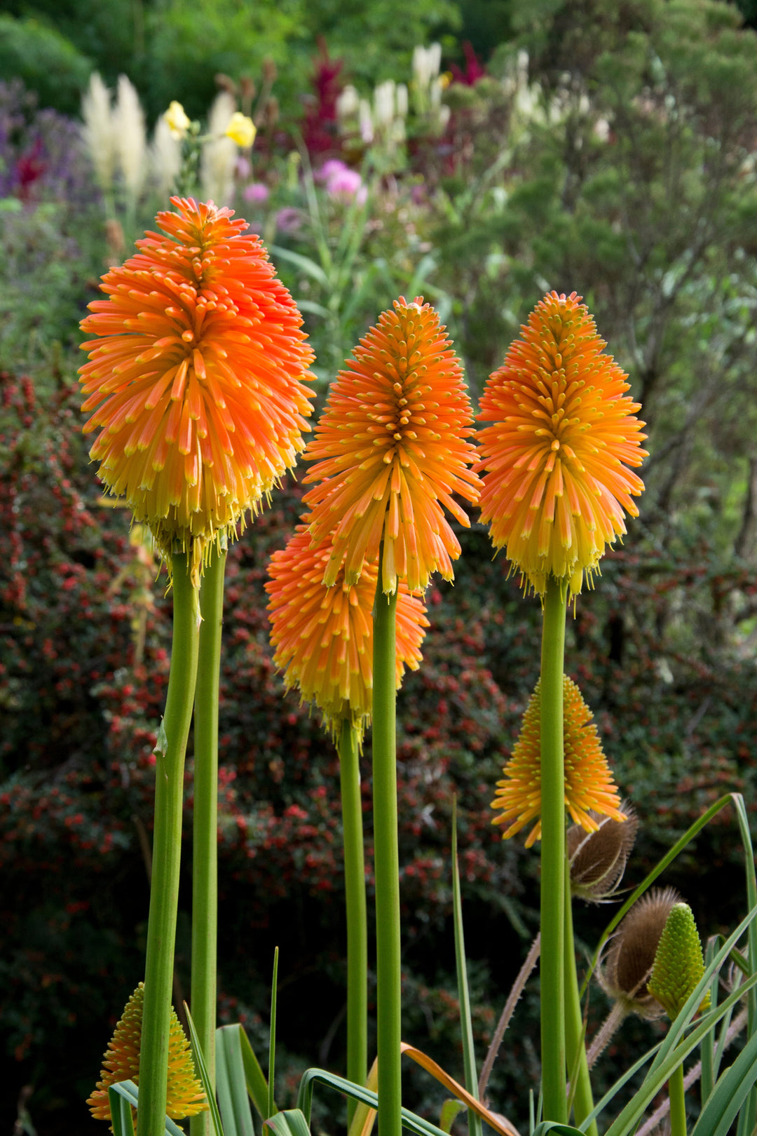 Kniphofia rooperi AGM