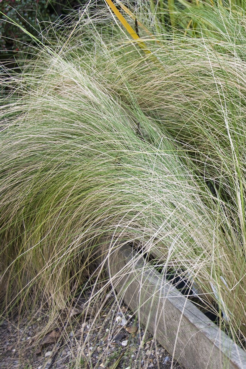 Stipa ichu