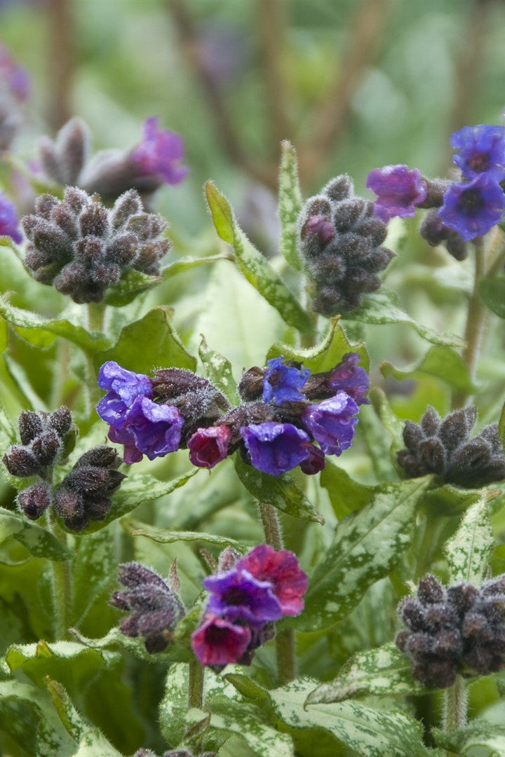 Pulmonaria 'Diana Clare' AGM