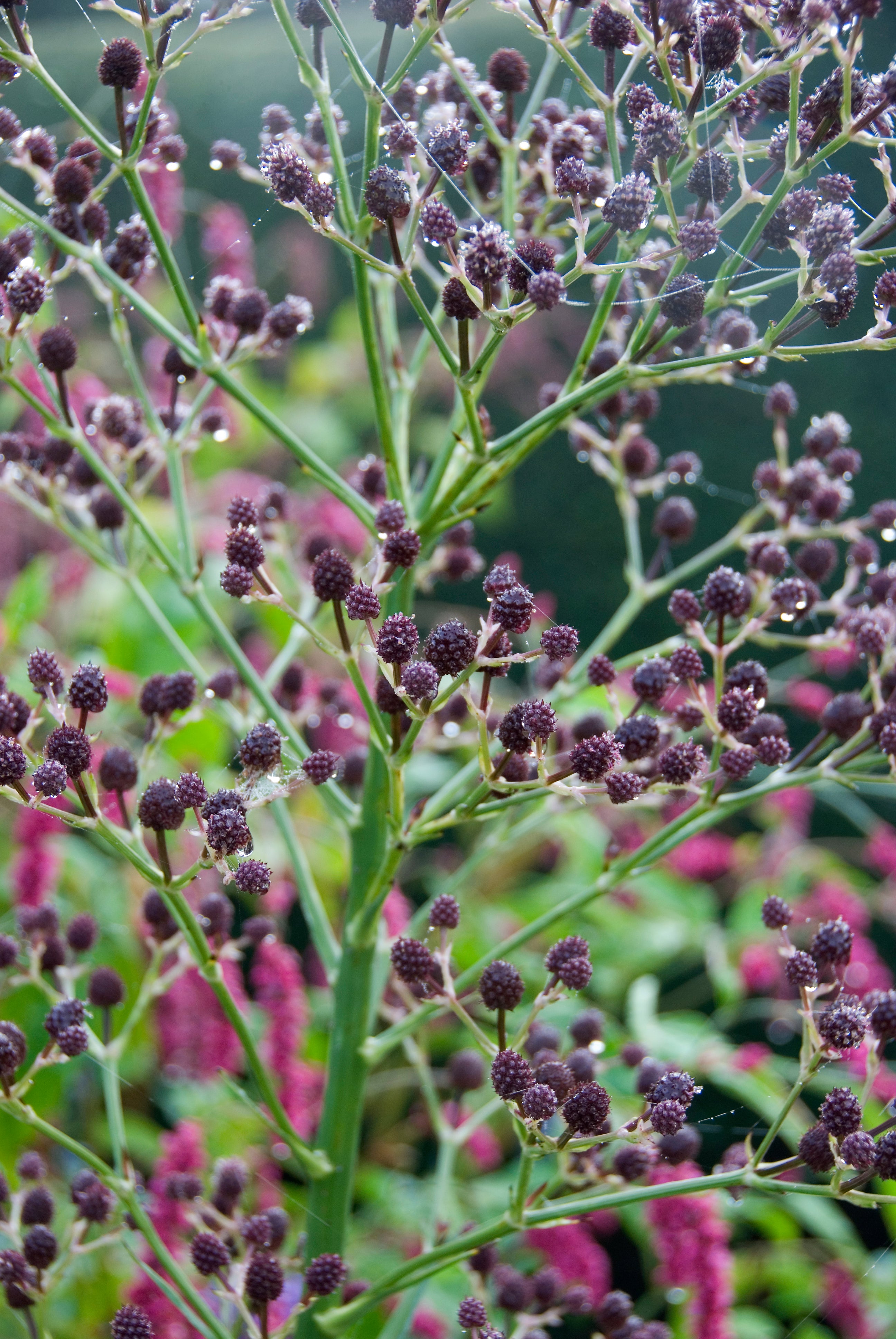 Eryngium pandanifolium 'Physic Purple' Great Dixter House and Gardens