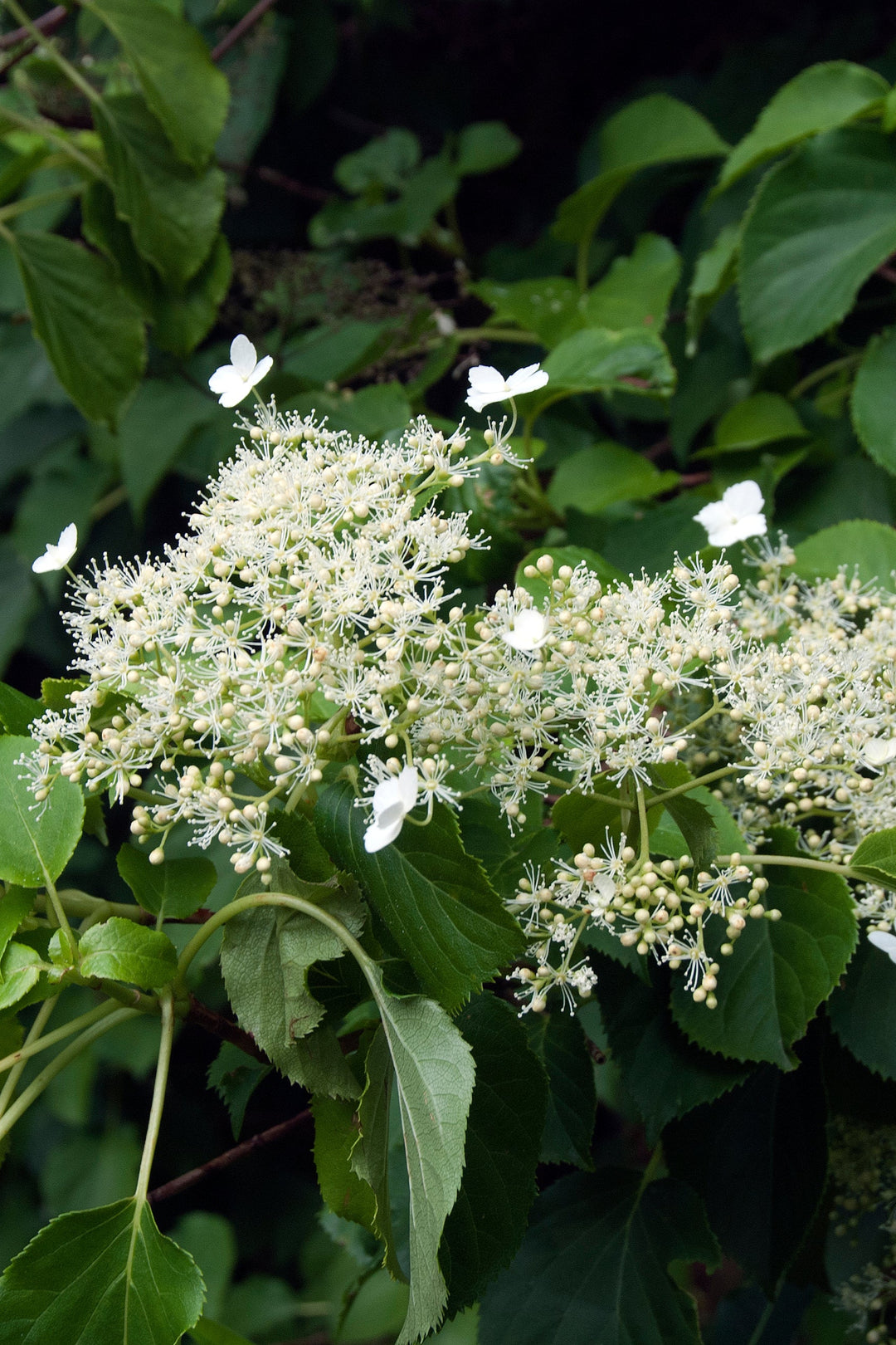 Hydrangea anomala subsp. petiolaris AGM