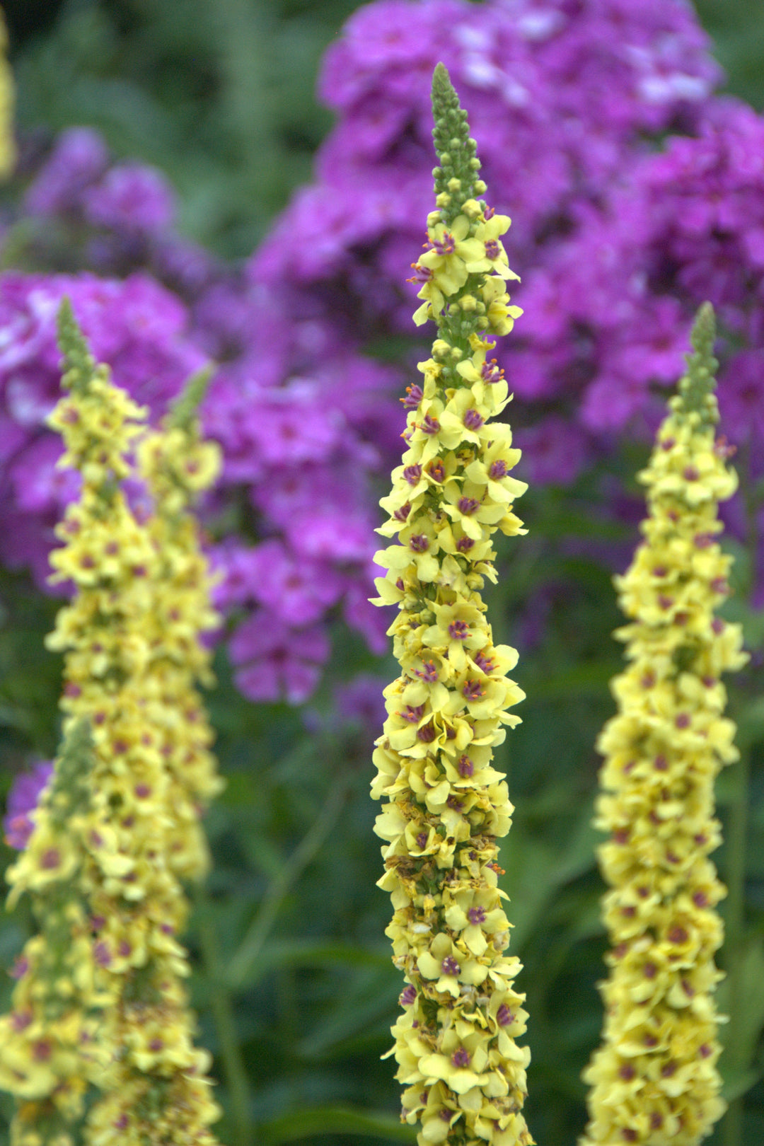 Verbascum chaixii