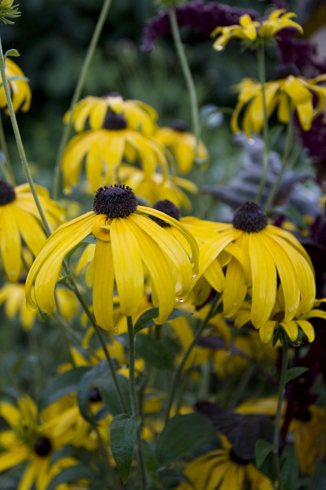 Rudbeckia triloba AGM