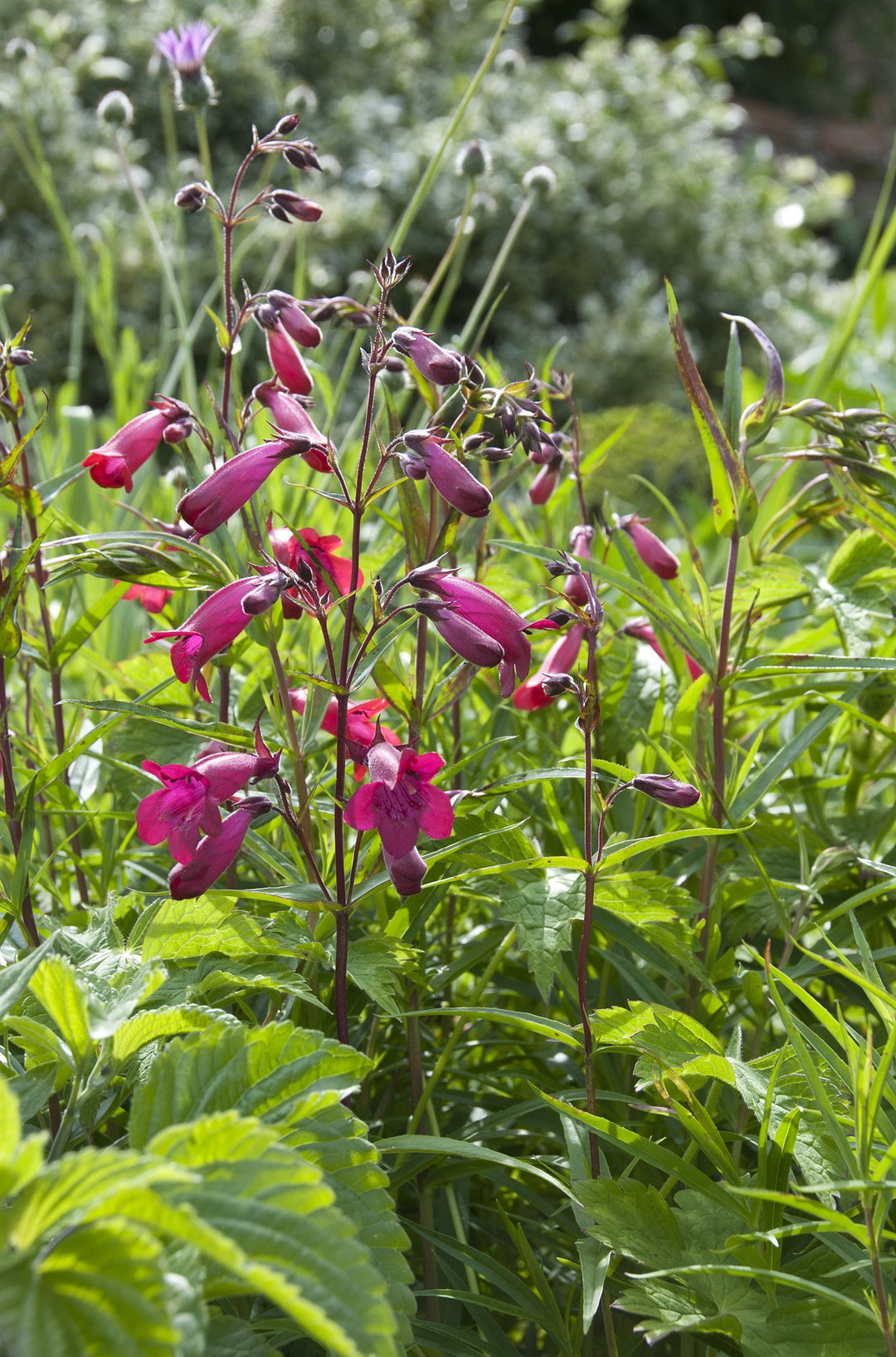 Penstemon 'Andenken an Friedrich Hahn' AGM