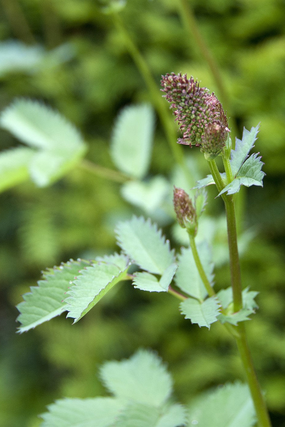 Sanguisorba menziesii AGM