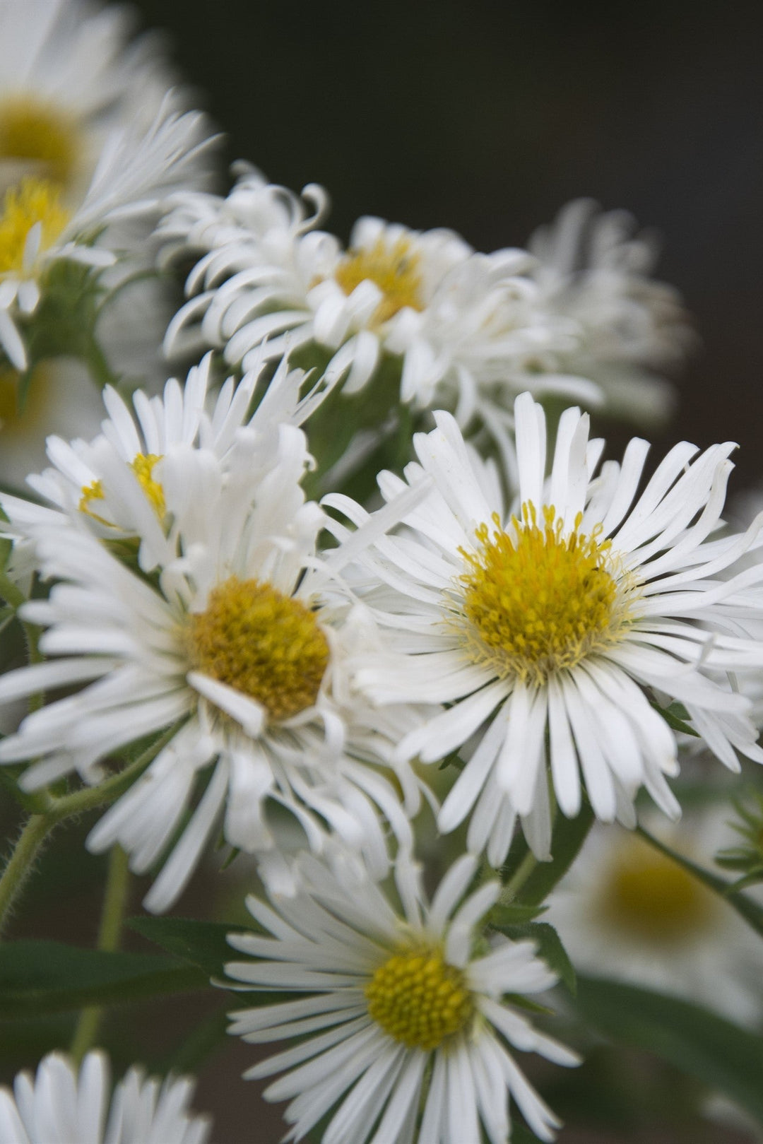 Symphyotrichum novae-angliae 'Herbstschnee'