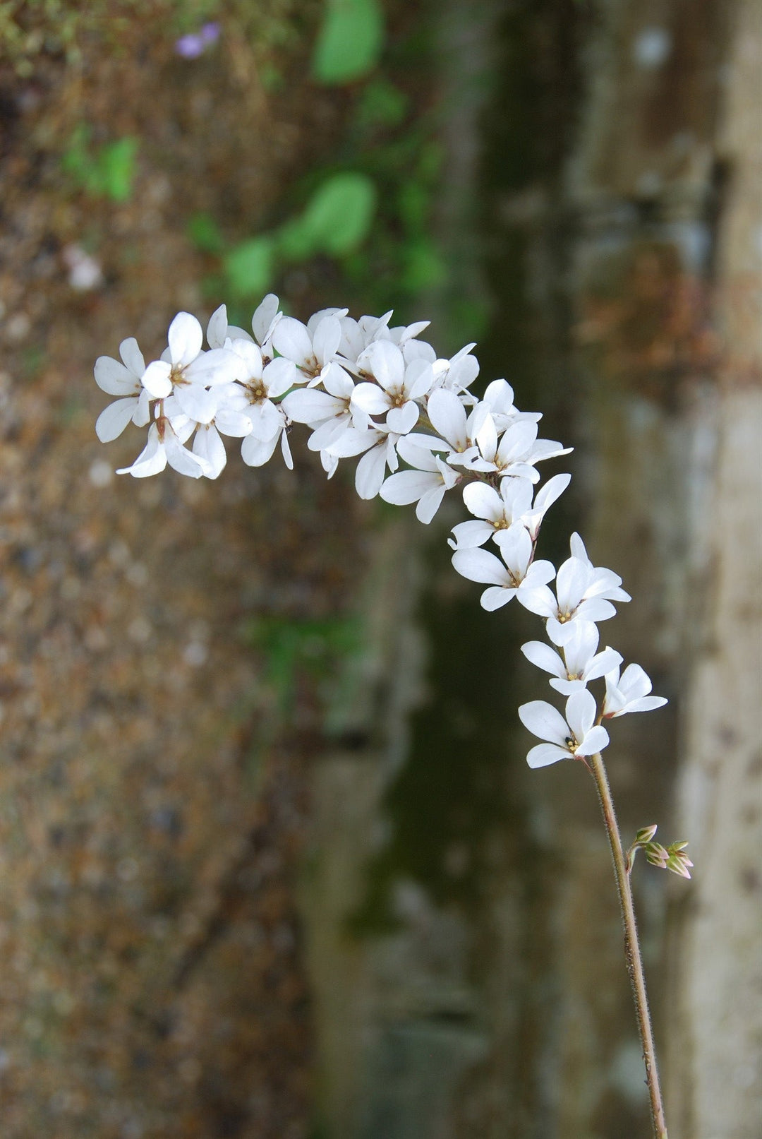 Francoa ramosa