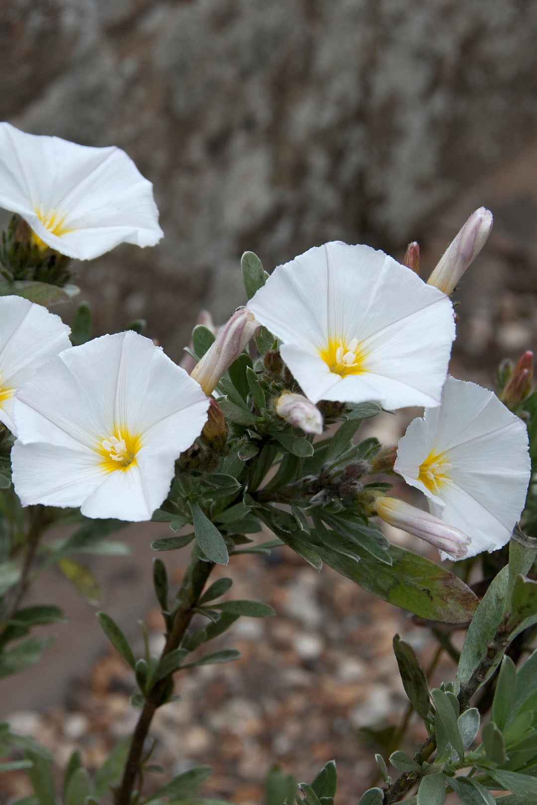 Convolvulus cneorum AGM