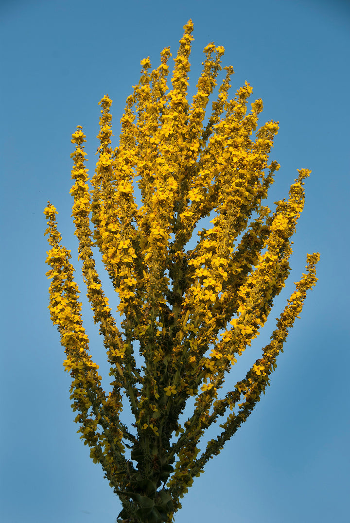 Verbascum olympicum