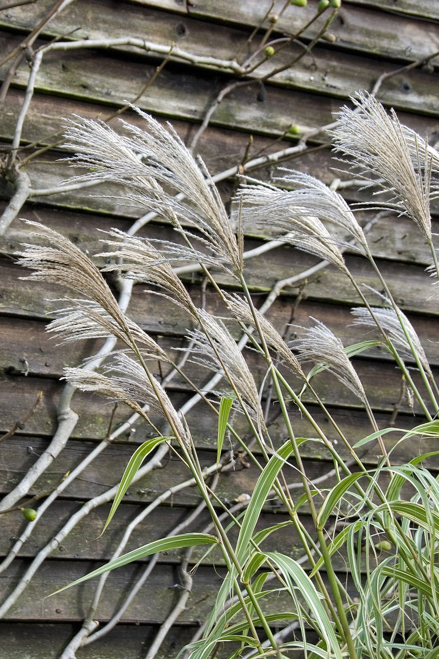 Miscanthus x giganteus