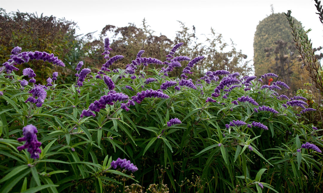 Salvia leucantha 'Purple Velvet'