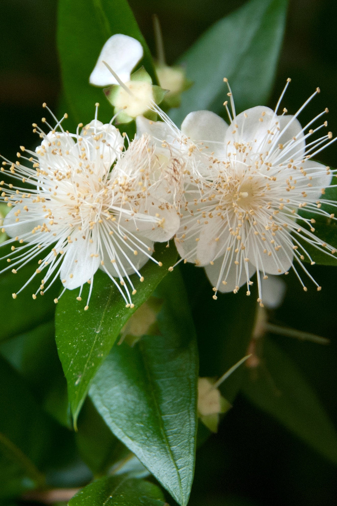 Myrtus communis AGM