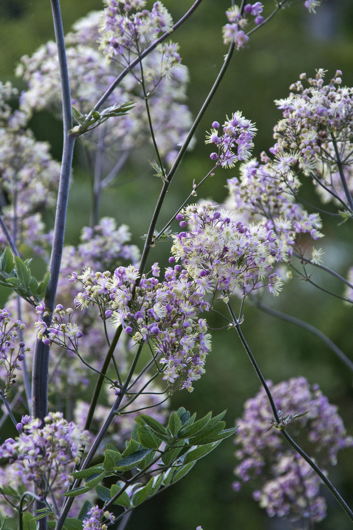 Thalictrum 'Elin' AGM