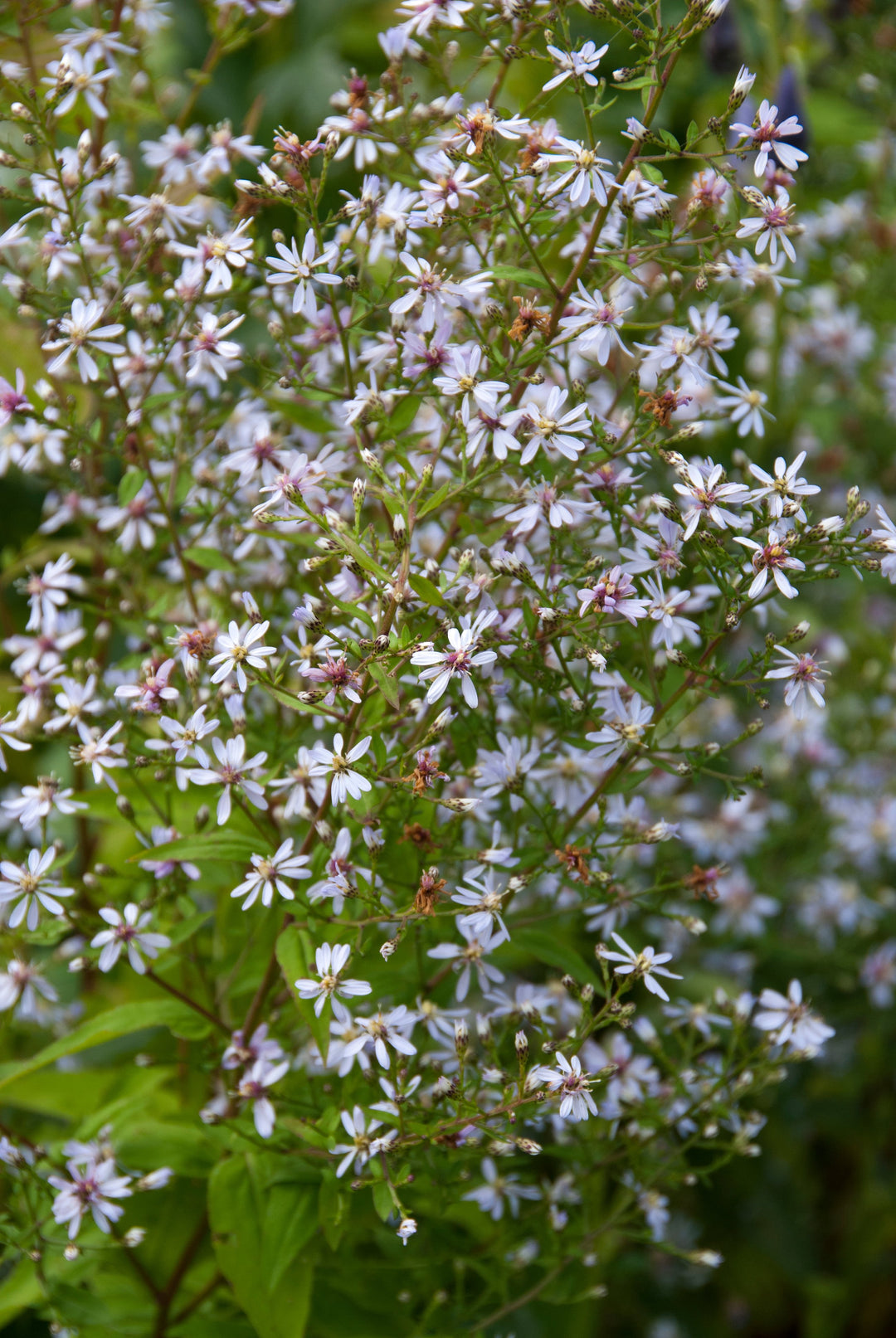 Symphyotrichum cordifolium 'Elegans'