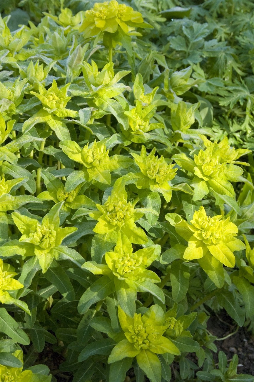 Euphorbia epithymoides 'Major' AGM