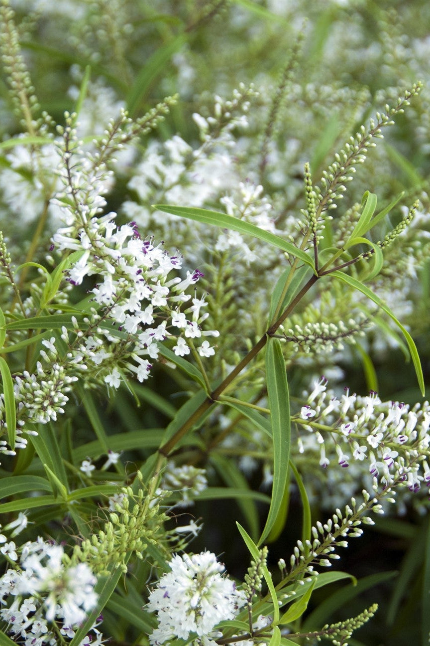 Veronica stenophylla
