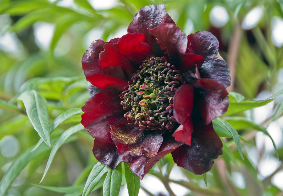 Paeonia delavayi