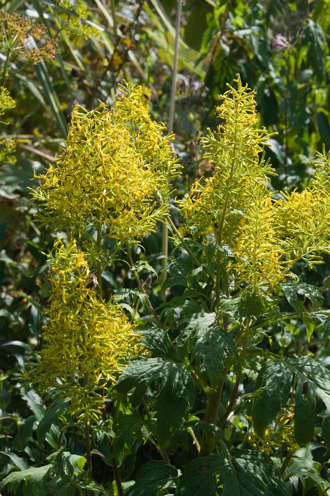 Sinacalia tangutica