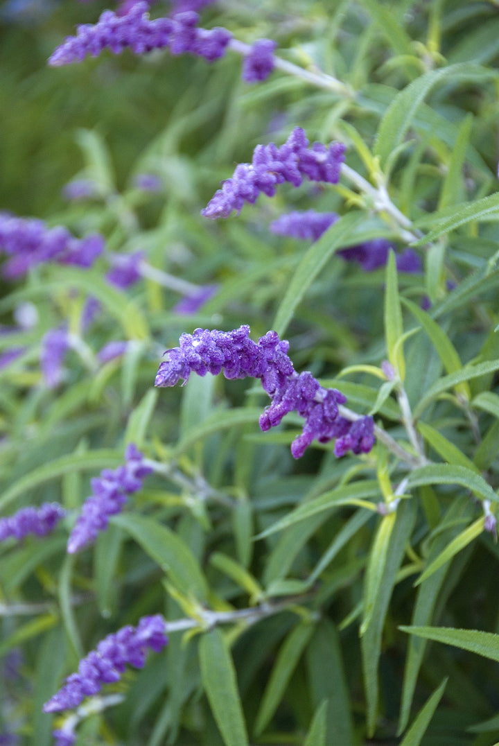 Salvia leucantha 'Purple Velvet'