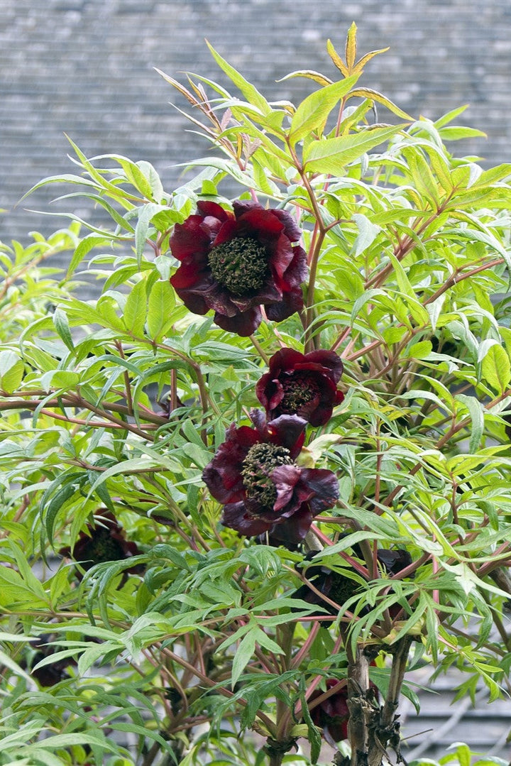 Paeonia delavayi