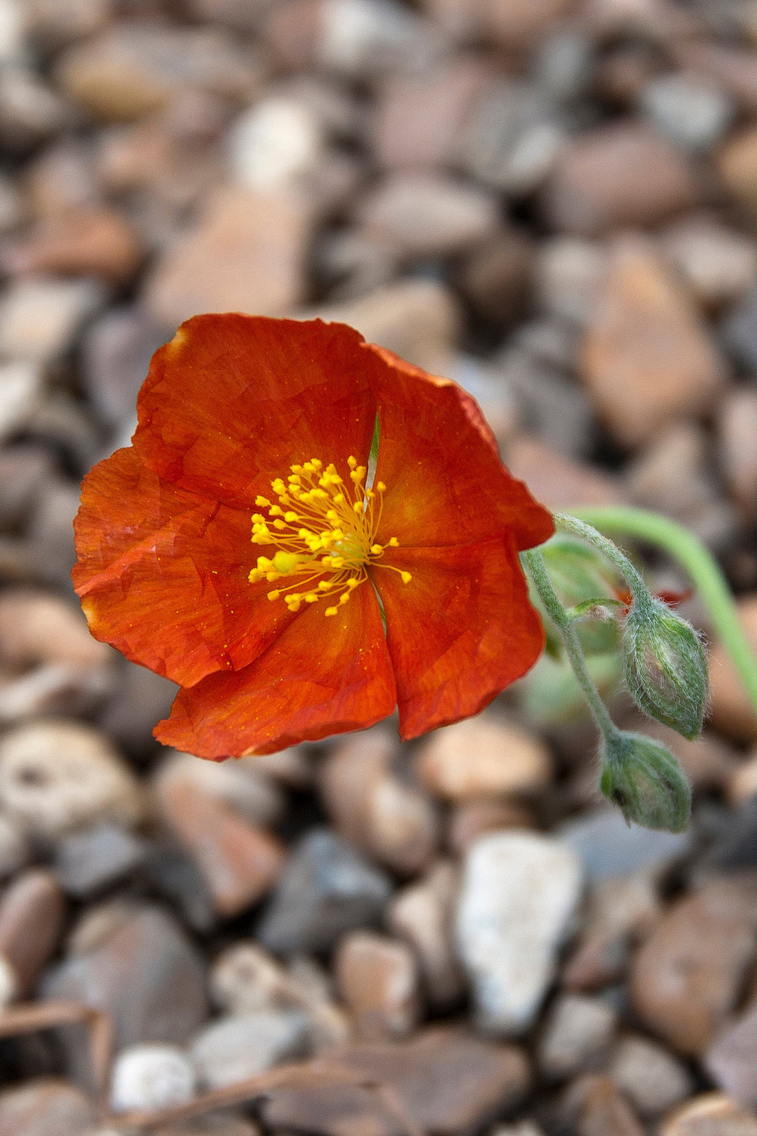 Helianthemum 'Henfield Brilliant' AGM