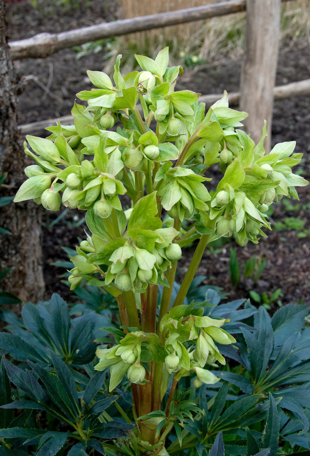 Helleborus foetidus AGM