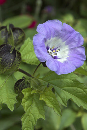 Nicandra-physalodes-pic