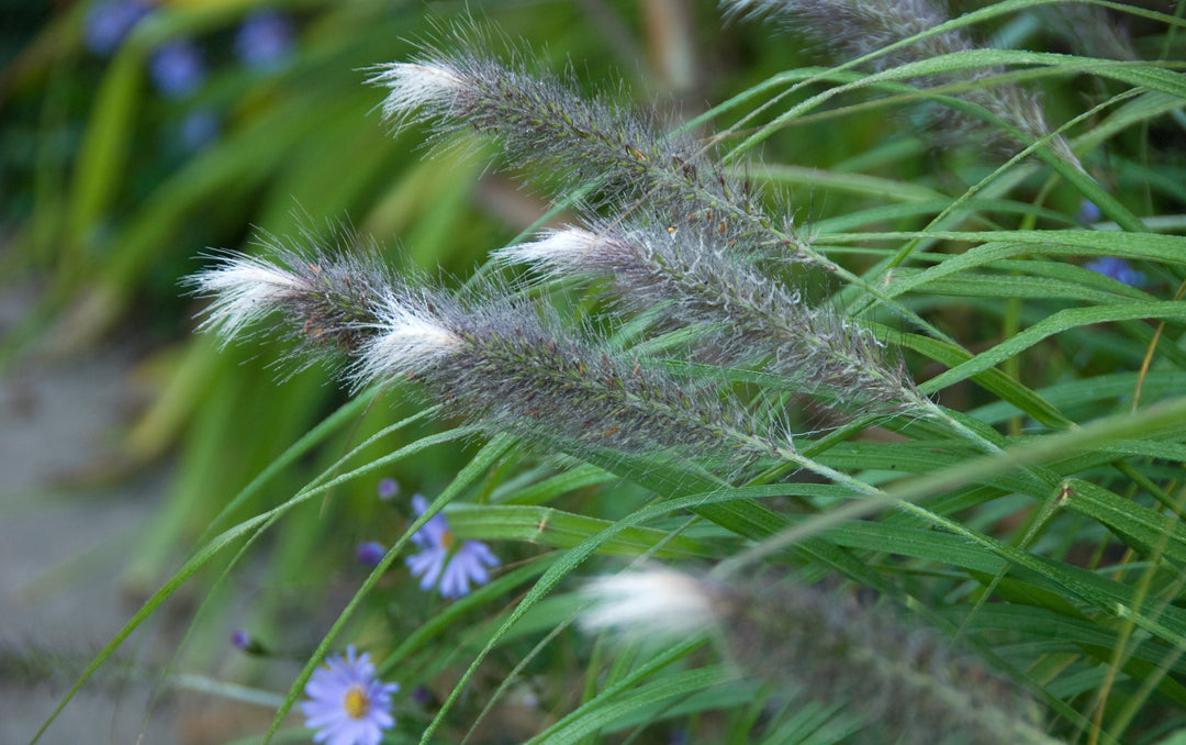 Pennisetum alopecuroides f. viridescens