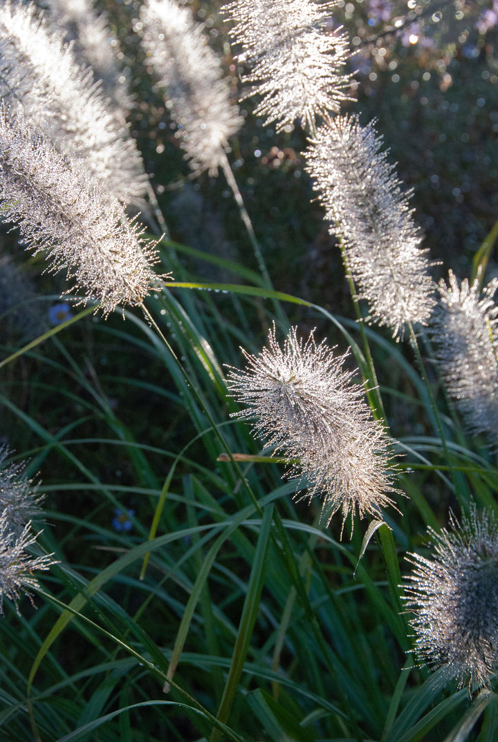 Pennisetum alopecuroides f. viridescens