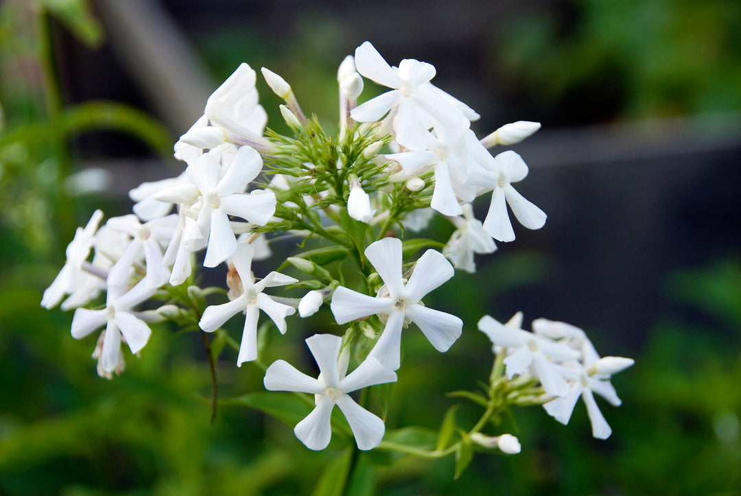 Phlox paniculata Alba