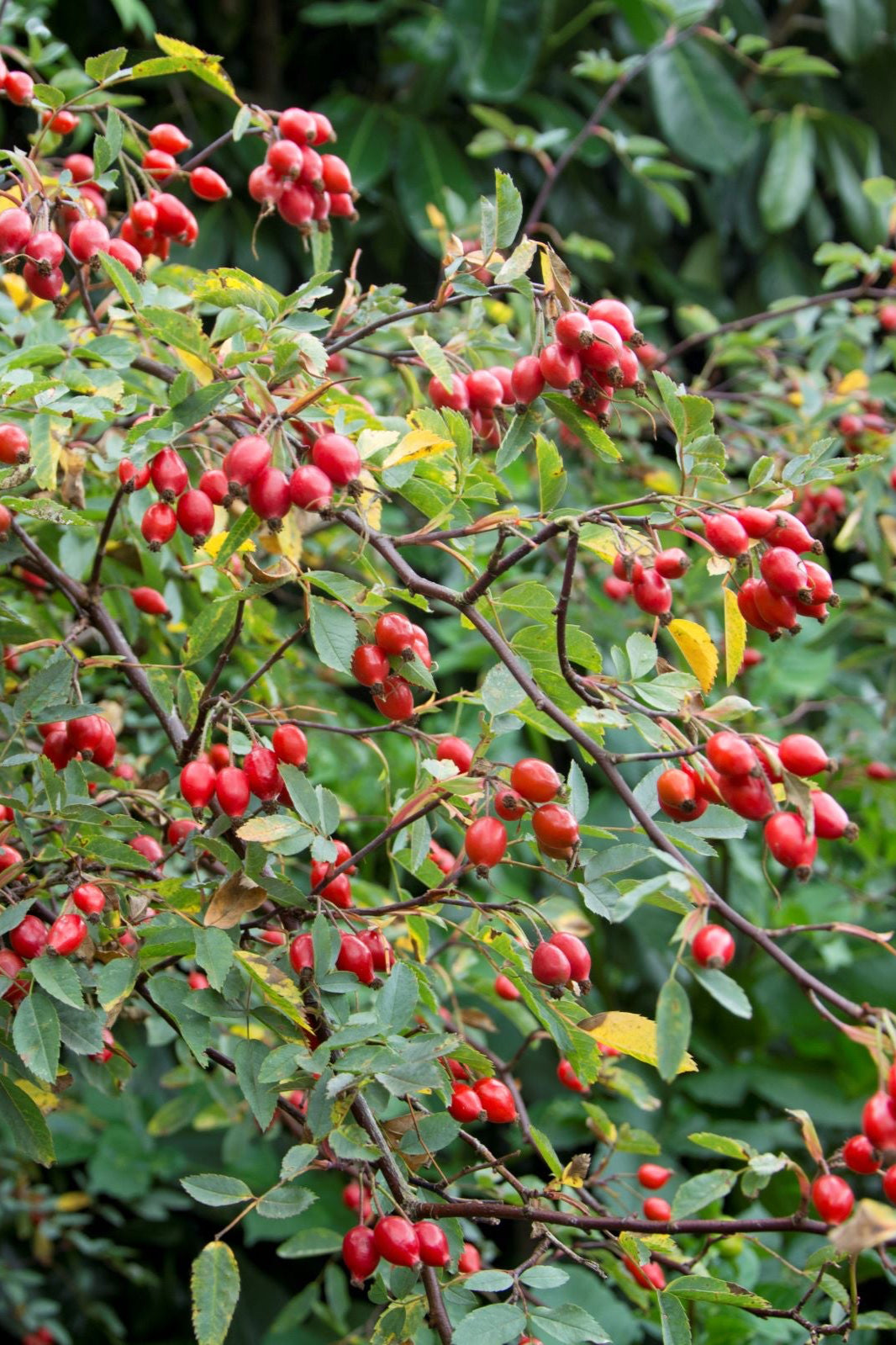 Rosa glauca