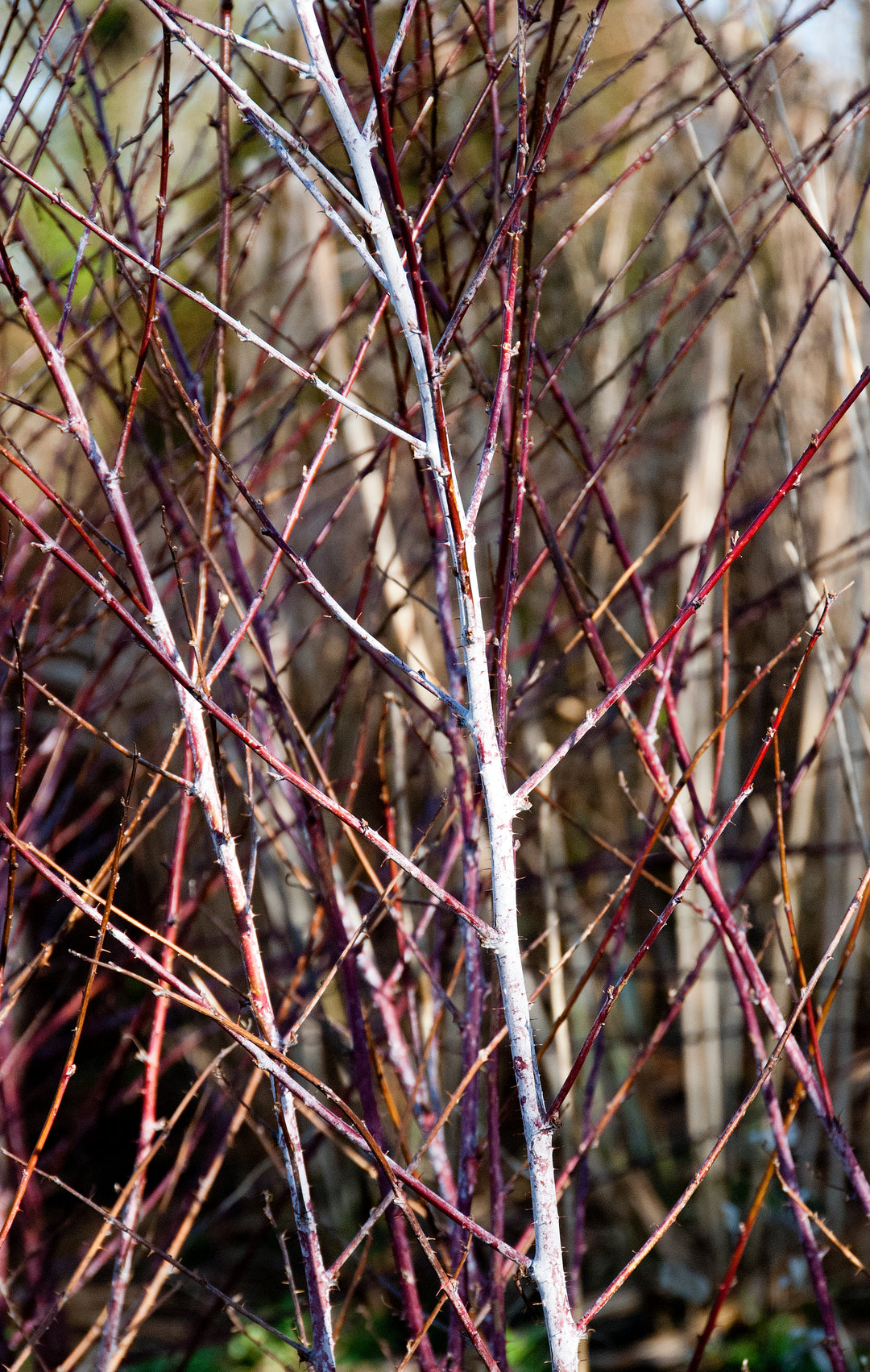 Rubus thibetanus AGM