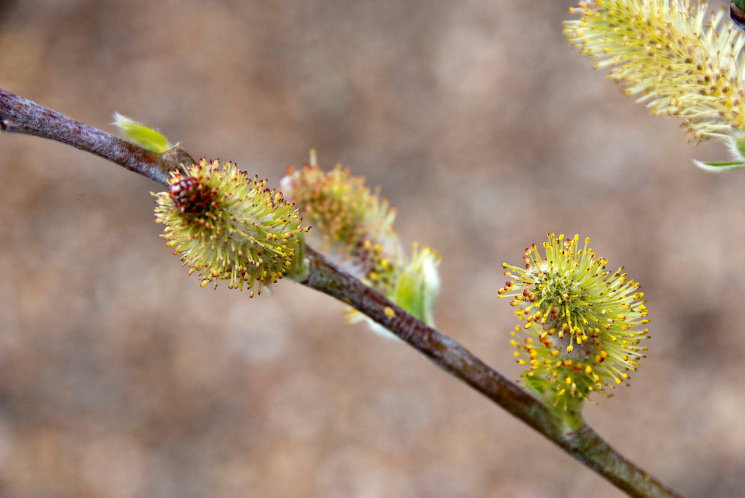 Salix x balfourii