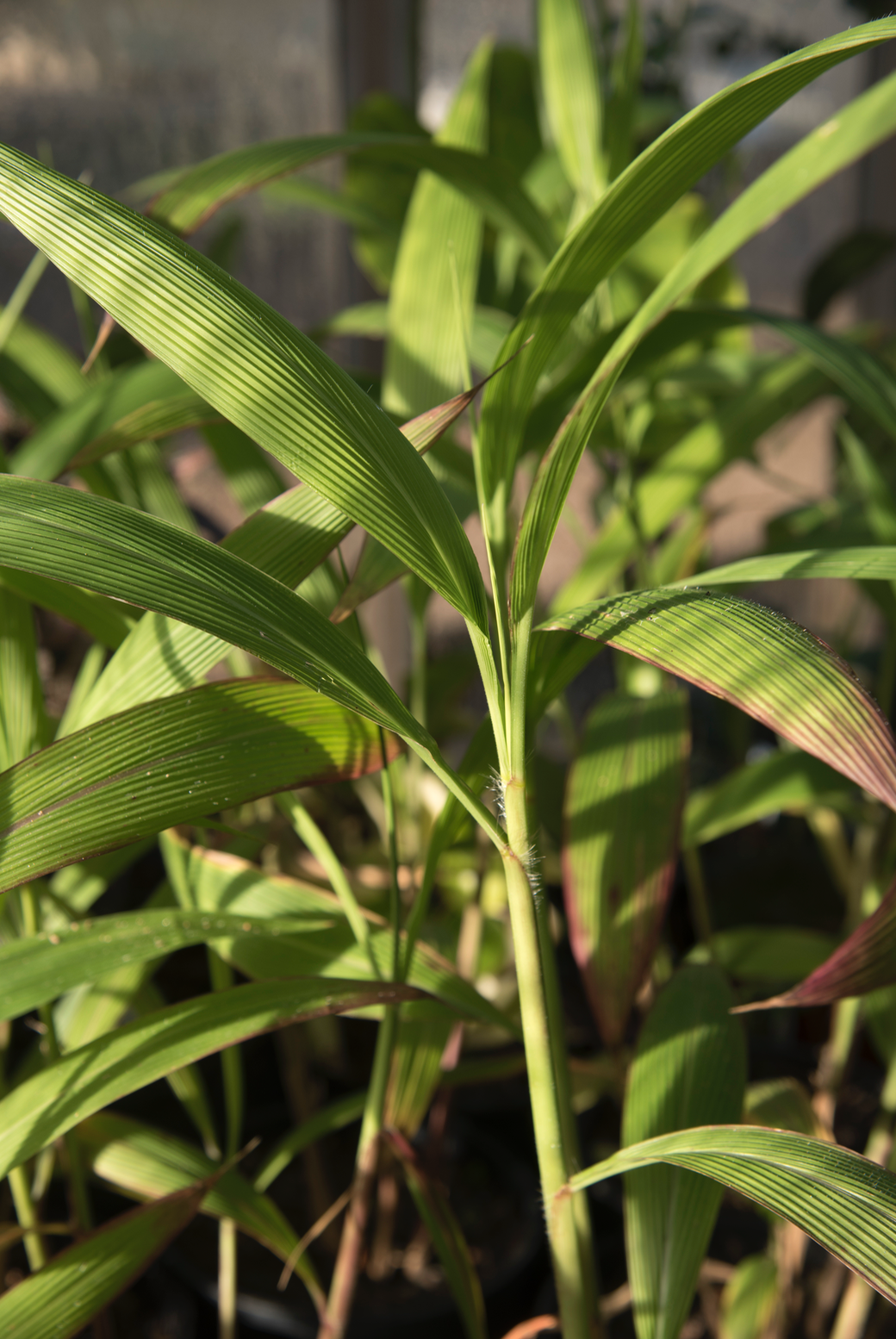 Setaria palmifolia AGM