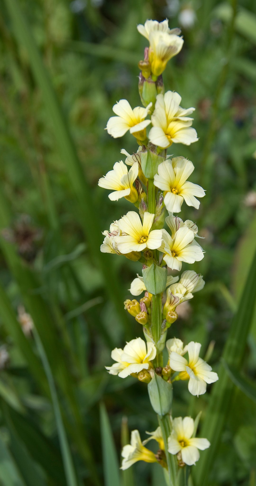 Sisyrinchium striatum